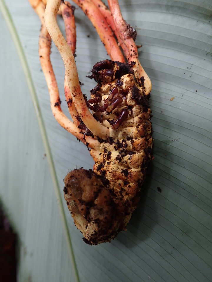 Cordyceps melolonthae image