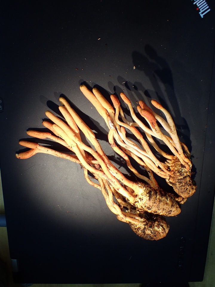 Cordyceps melolonthae image