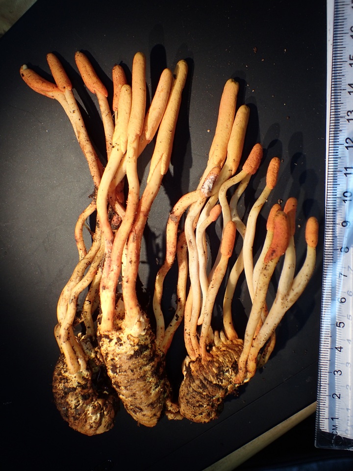 Cordyceps melolonthae image