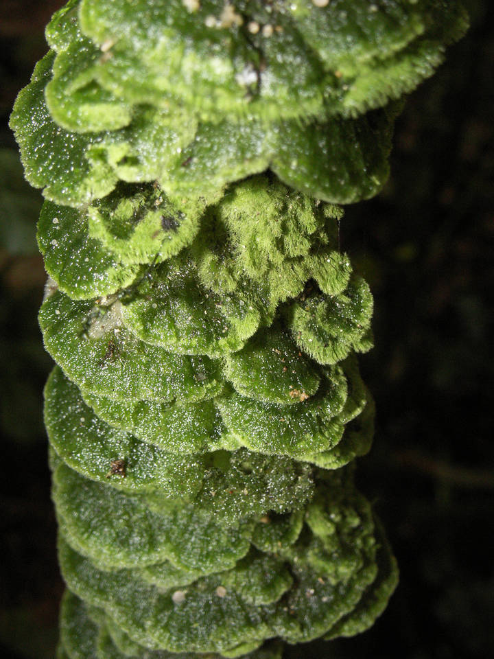 Coenogonium subluteum image