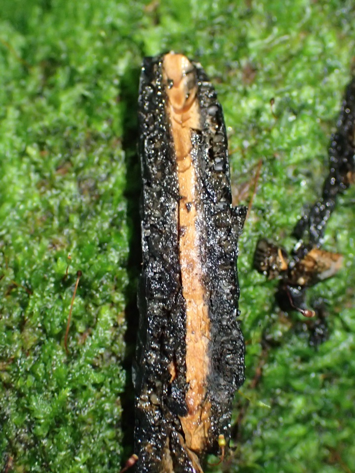 Xylaria grammica image