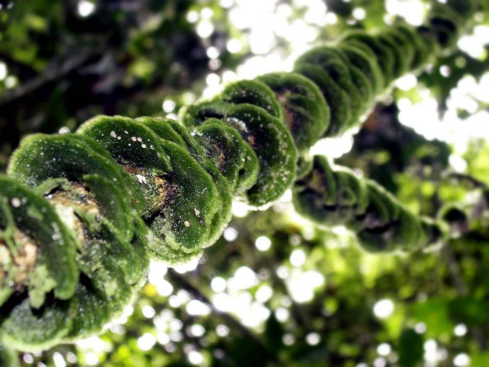 Coenogonium subluteum image