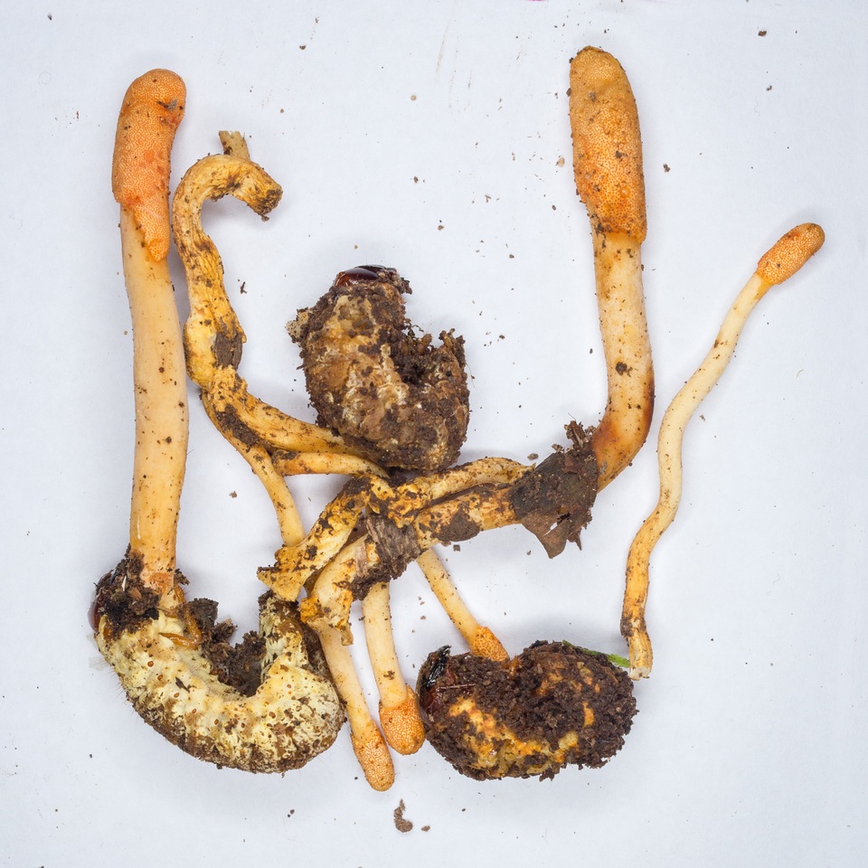 Cordyceps melolonthae image