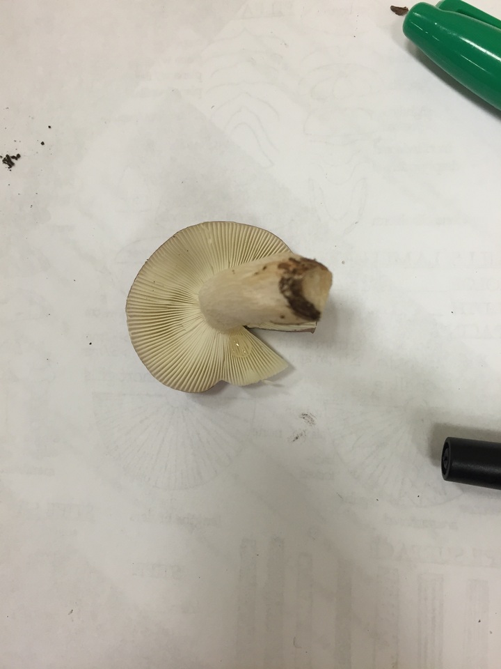 Russula lilacea image
