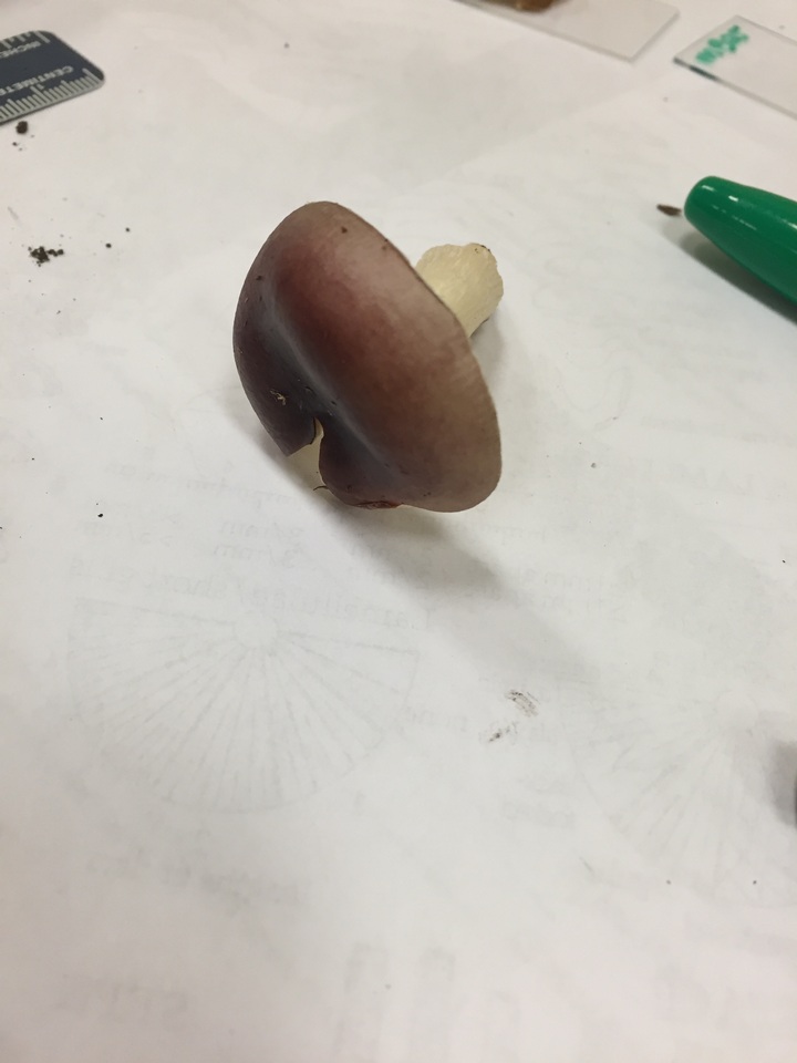 Russula lilacea image