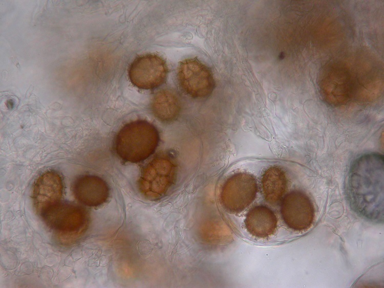 Tuber mesentericum image