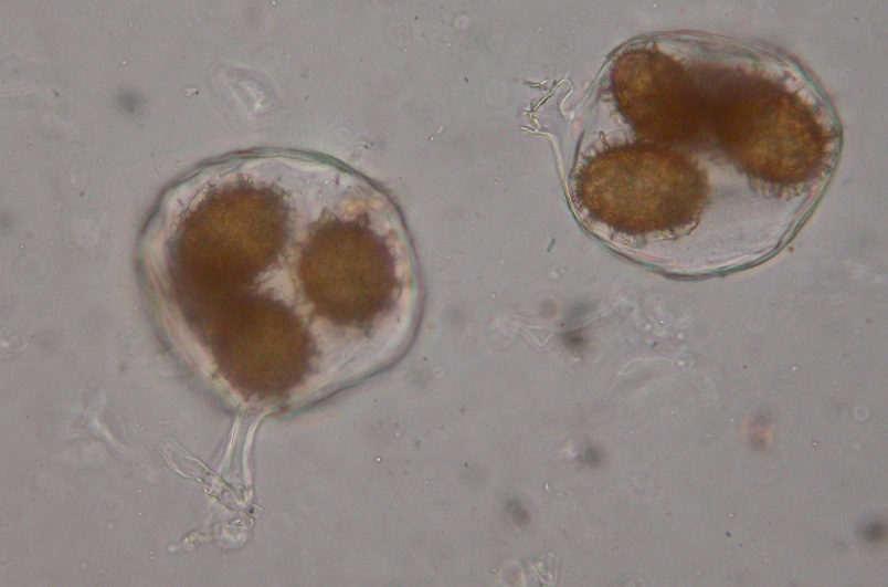 Tuber mesentericum image