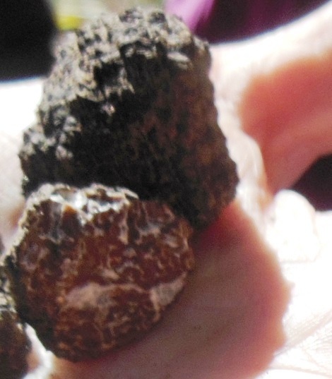 Tuber mesentericum image