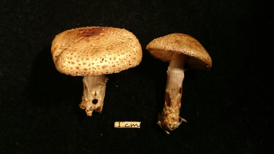 Lepiota ochraceofulva image
