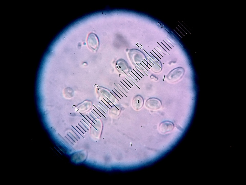 Lepiota ochraceofulva image