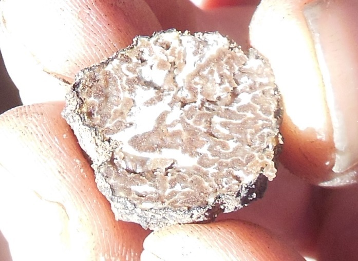 Tuber uncinatum image