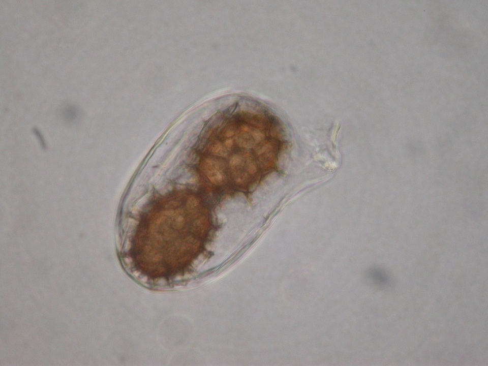 Tuber uncinatum image