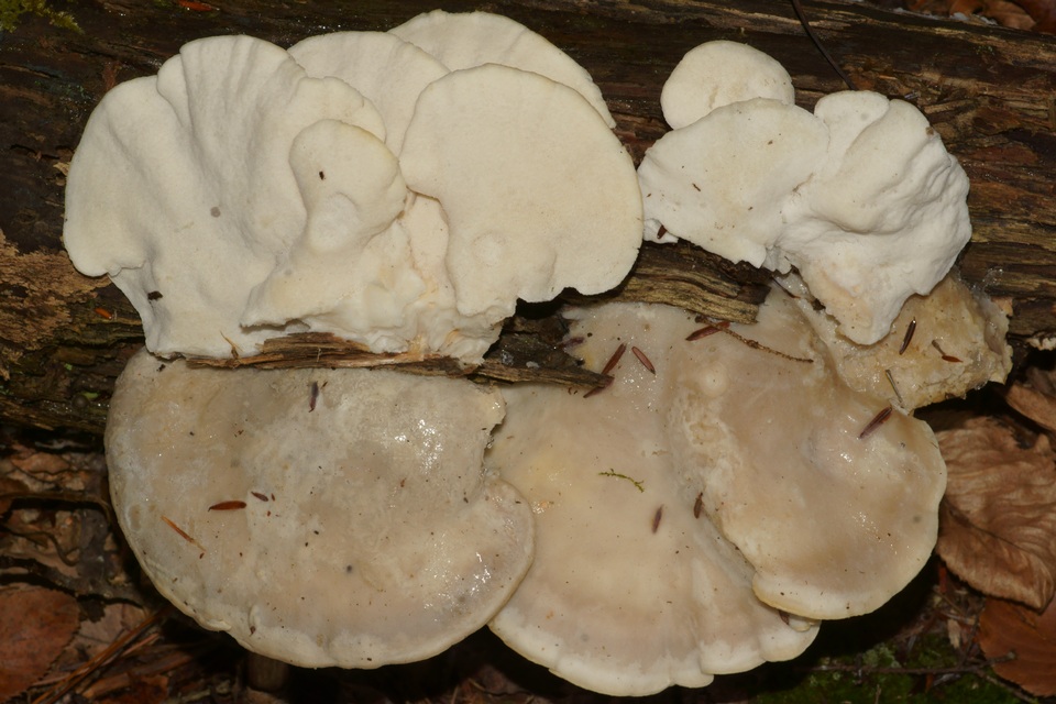 Postia stiptica image