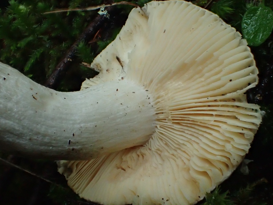 Russula murrillii image