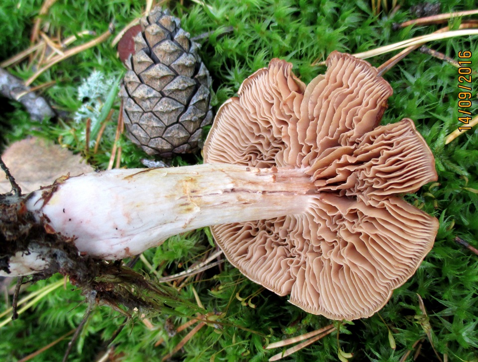 Cortinarius poecilopus image