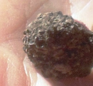 Tuber uncinatum image