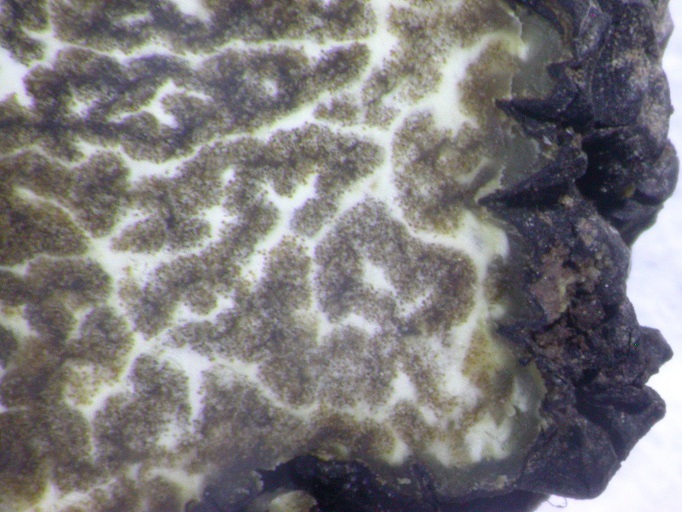 Tuber uncinatum image