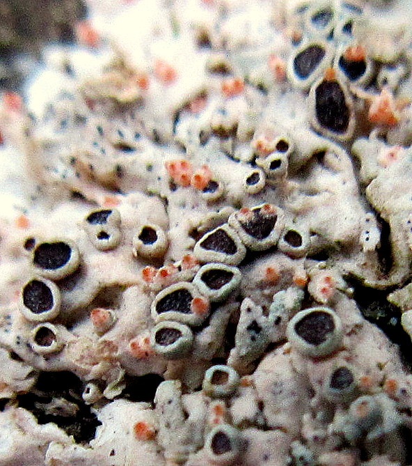 Nectriopsis parmeliae image