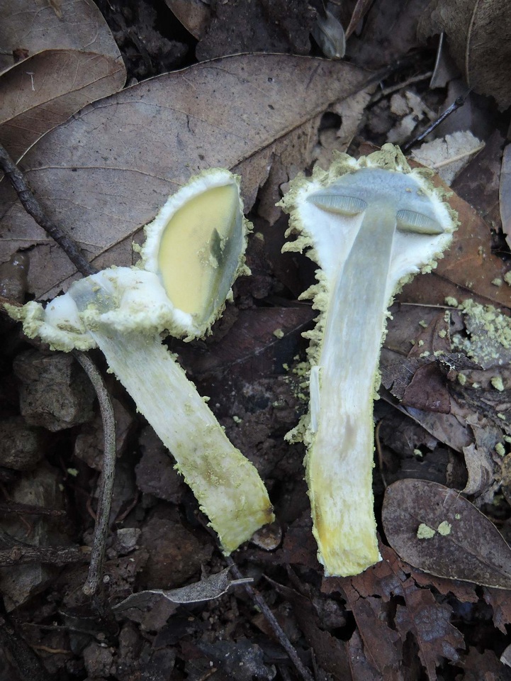 Pulveroboletus frians image