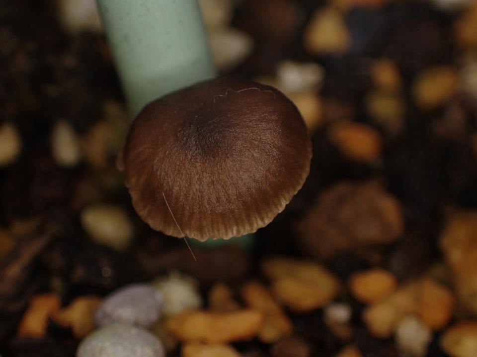 Gamundia striatula image