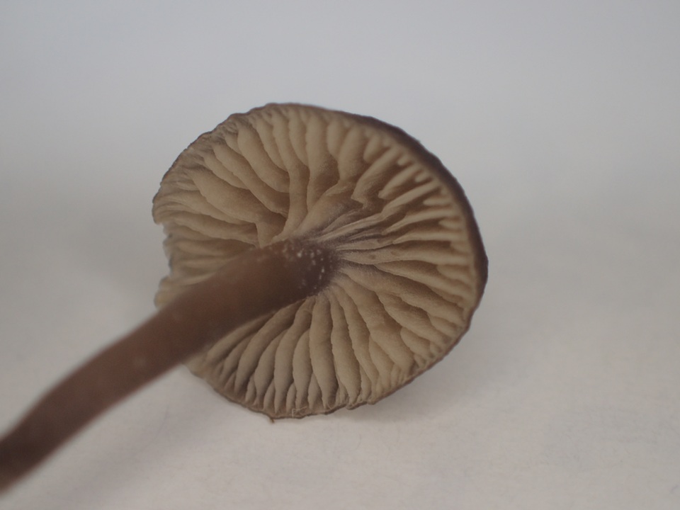 Gamundia striatula image