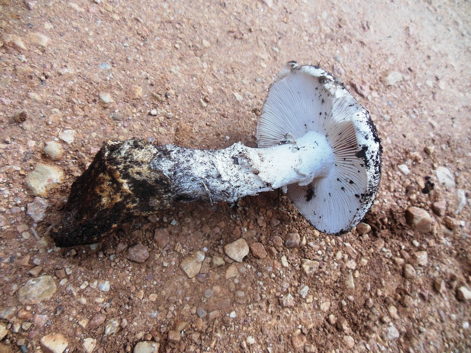 Amanita proxima image