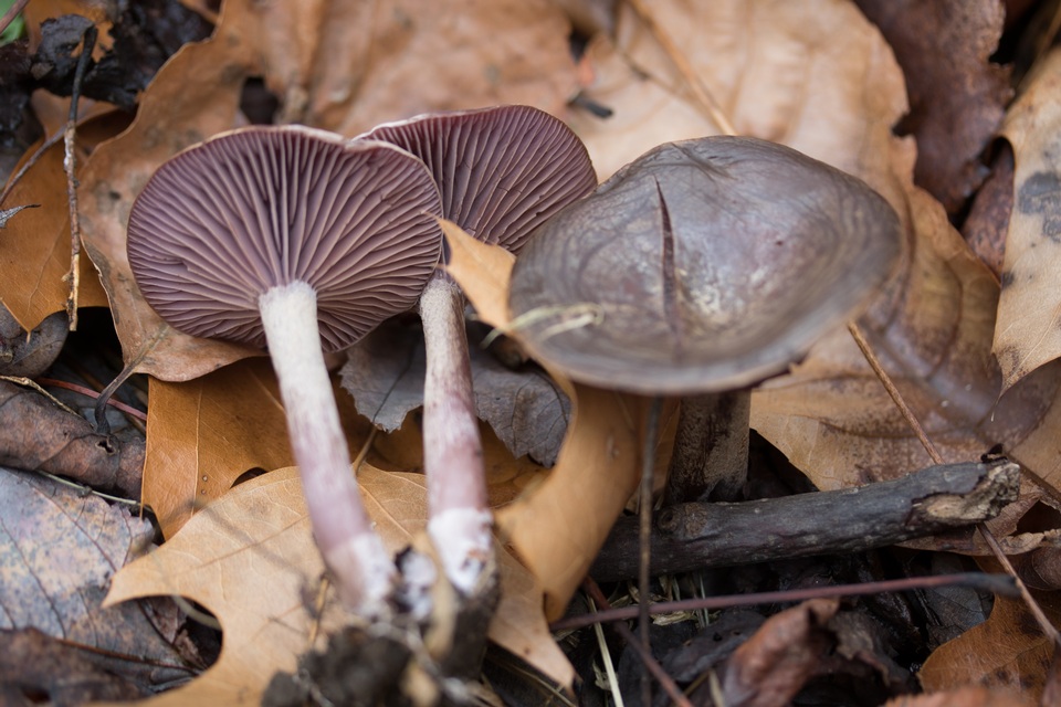Pseudoomphalina cokeri image
