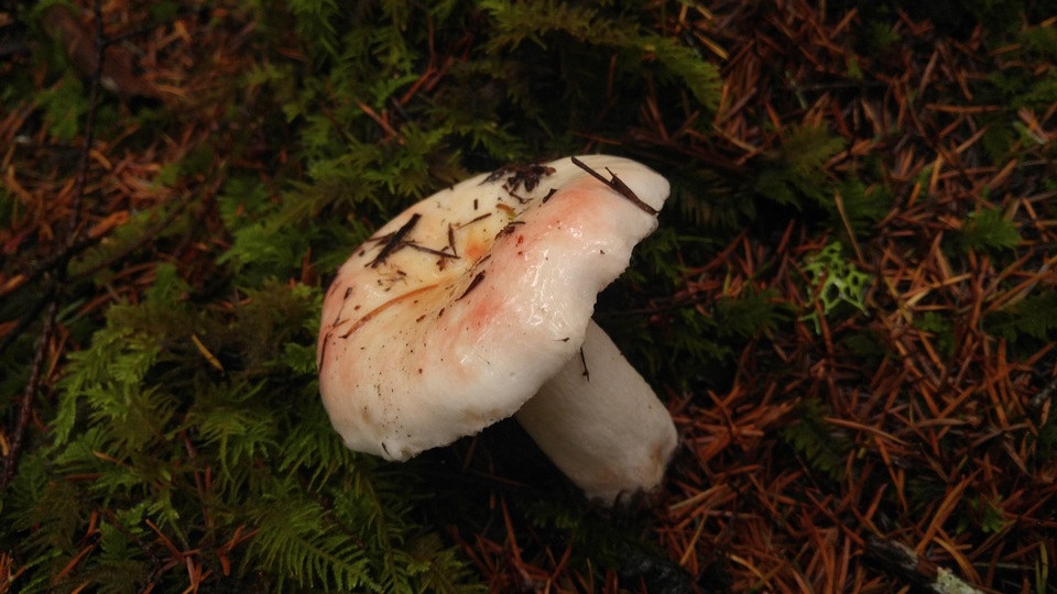 Russula lilacea image