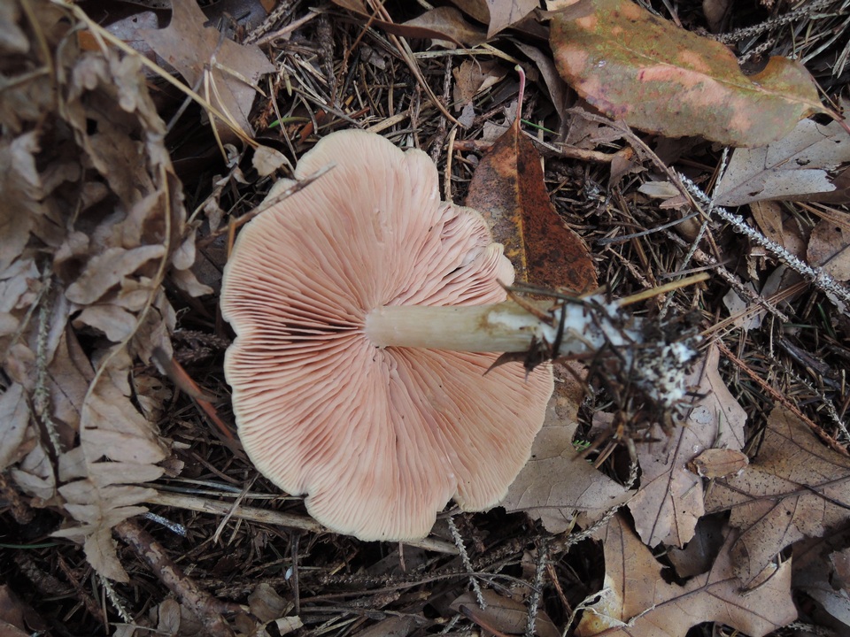 Entoloma albidum image