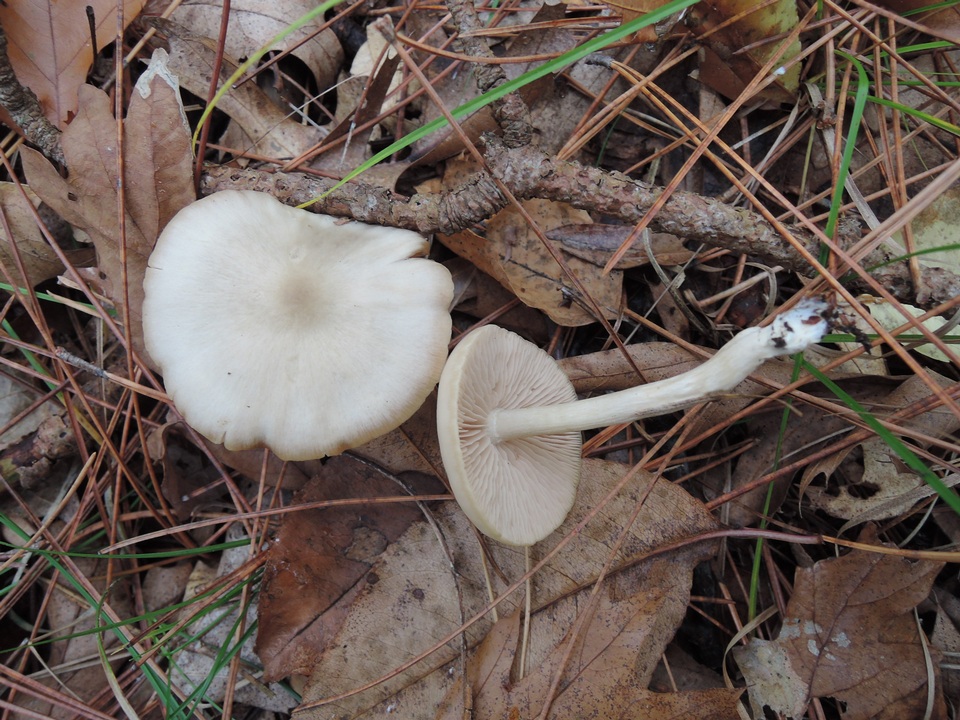 Entoloma albidum image