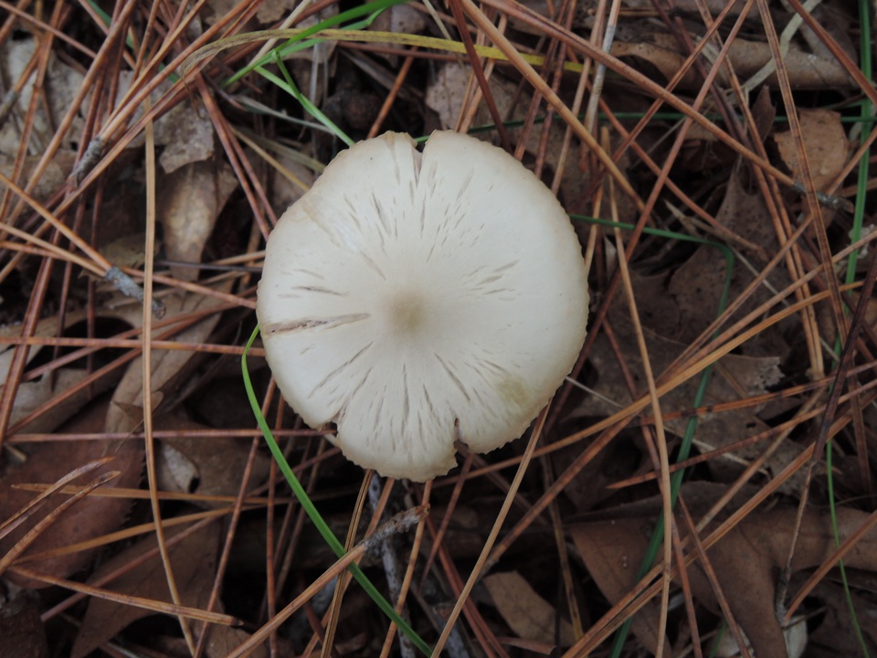 Entoloma albidum image