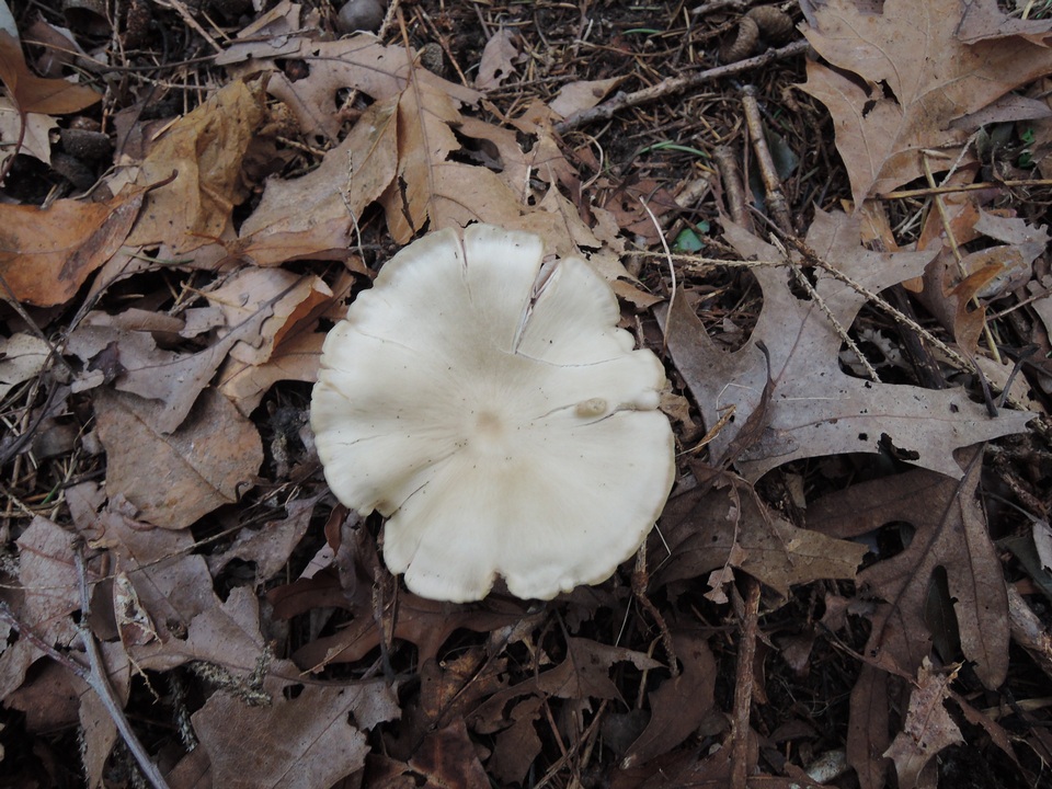 Entoloma albidum image