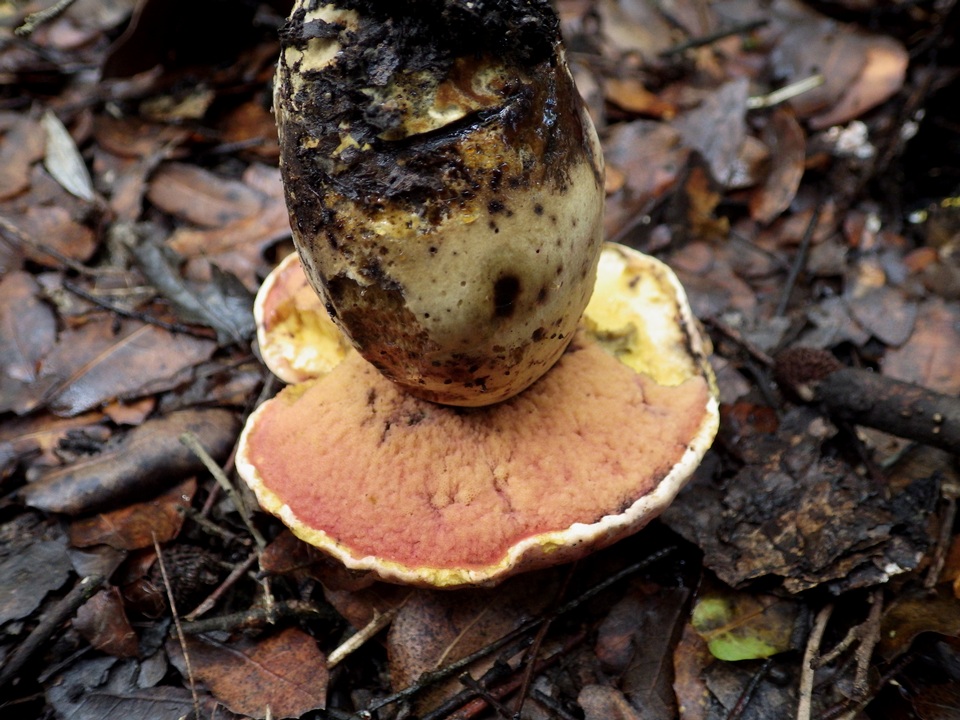 Imperator rhodopurpureus image