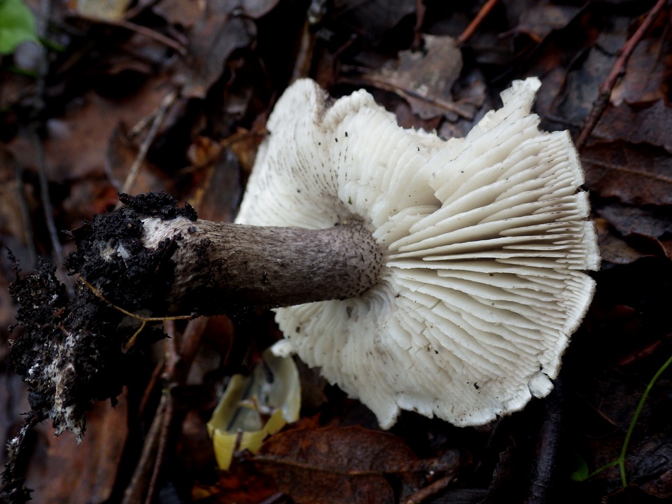 Tricholoma atrosquamosum var. squarrulosum image