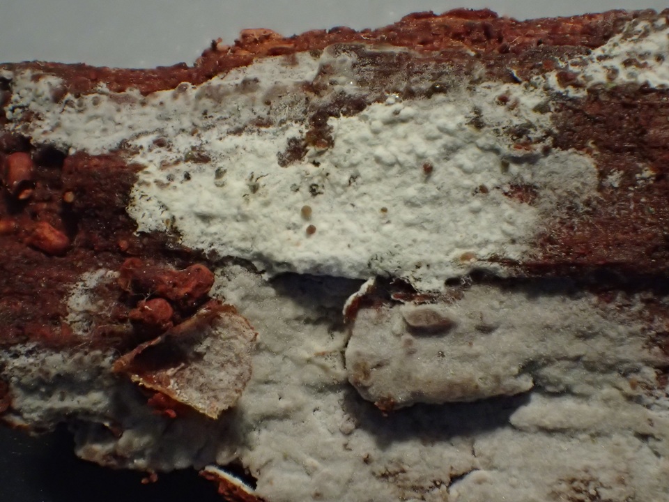 Hyphoderma capitatum image