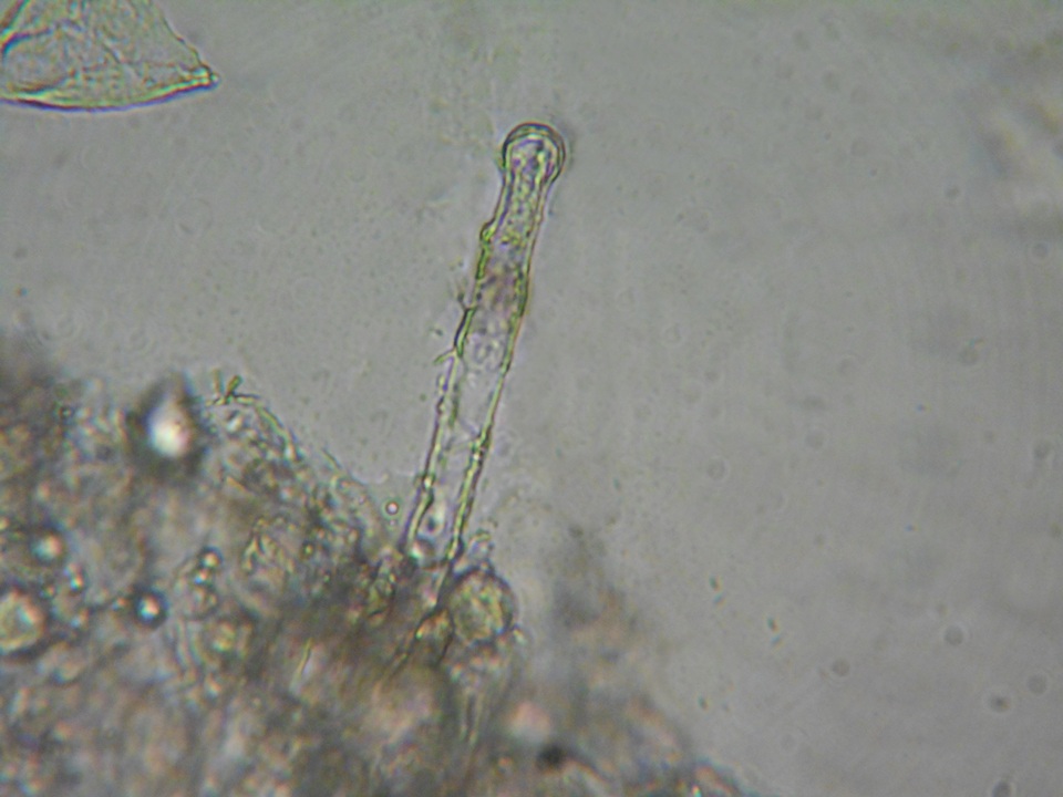 Hyphoderma capitatum image