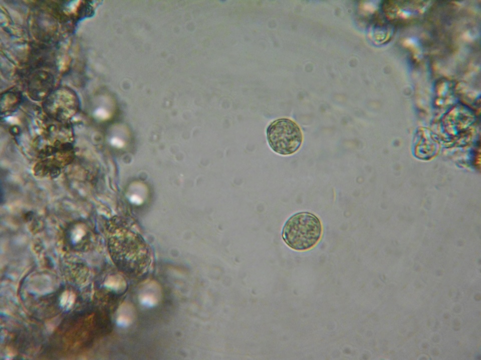 Hyphoderma capitatum image