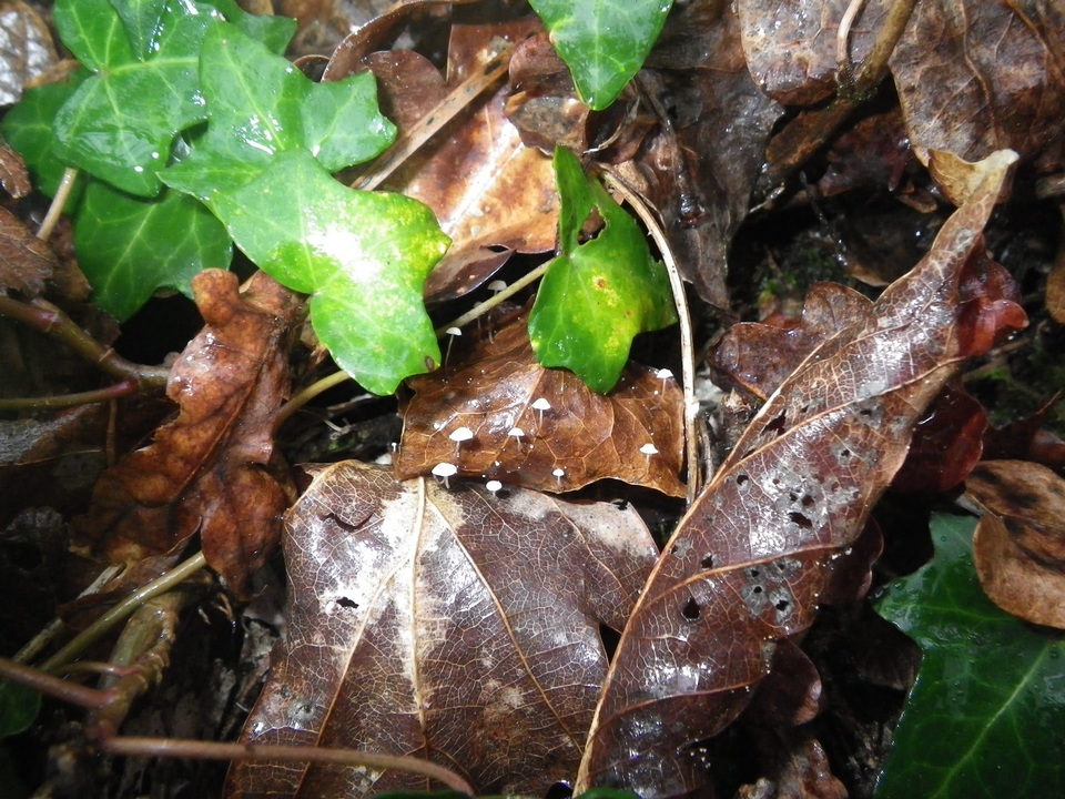 Marasmius epiphylloides image