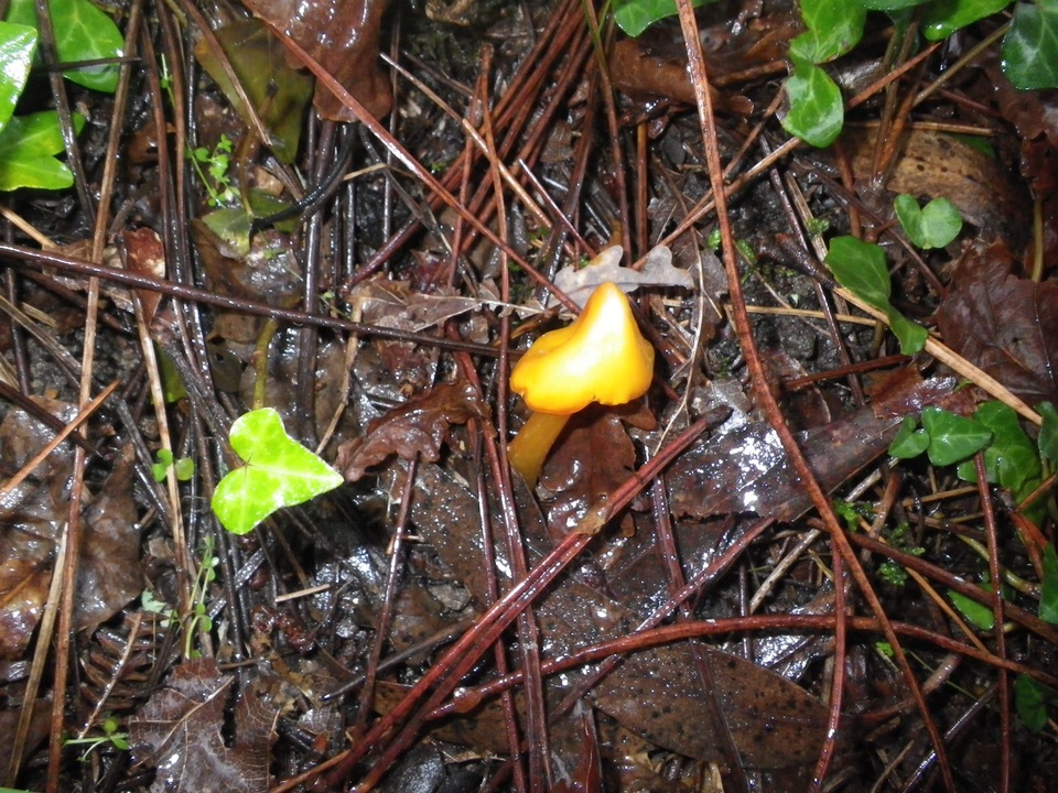 Hygrocybe persistens image