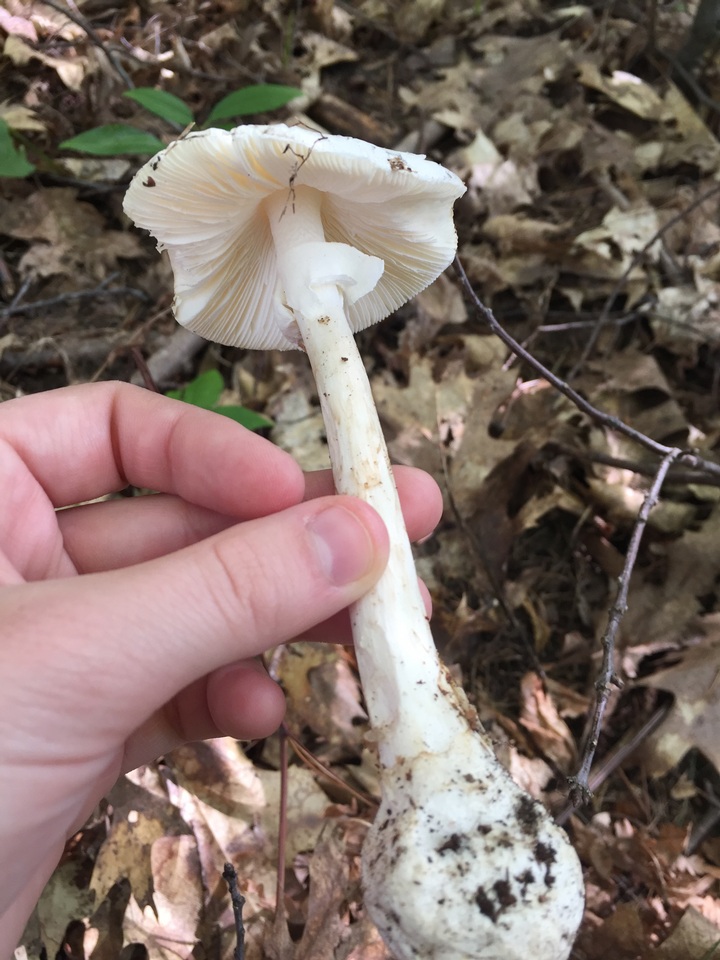 Amanita amerivirosa image