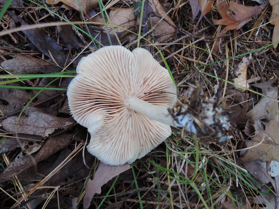 Entoloma albidum image