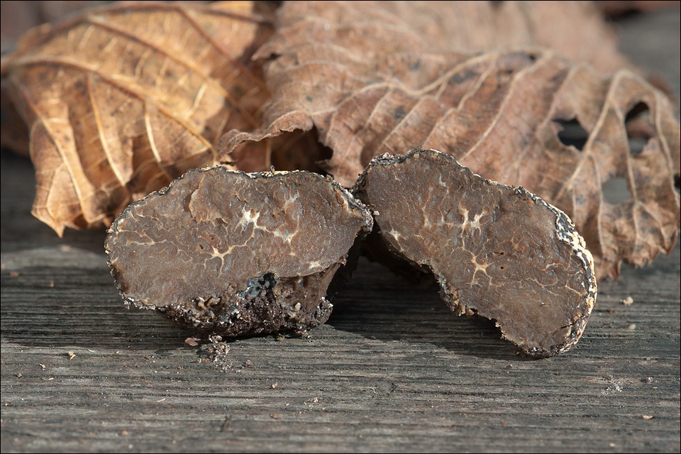 Rhizopogon aestivus image
