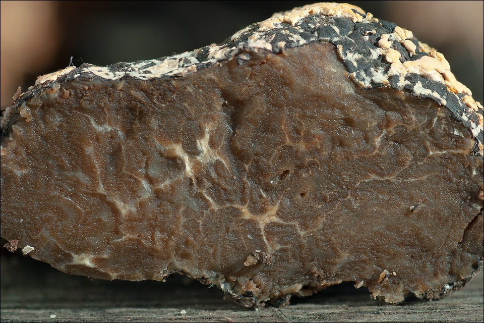 Rhizopogon aestivus image