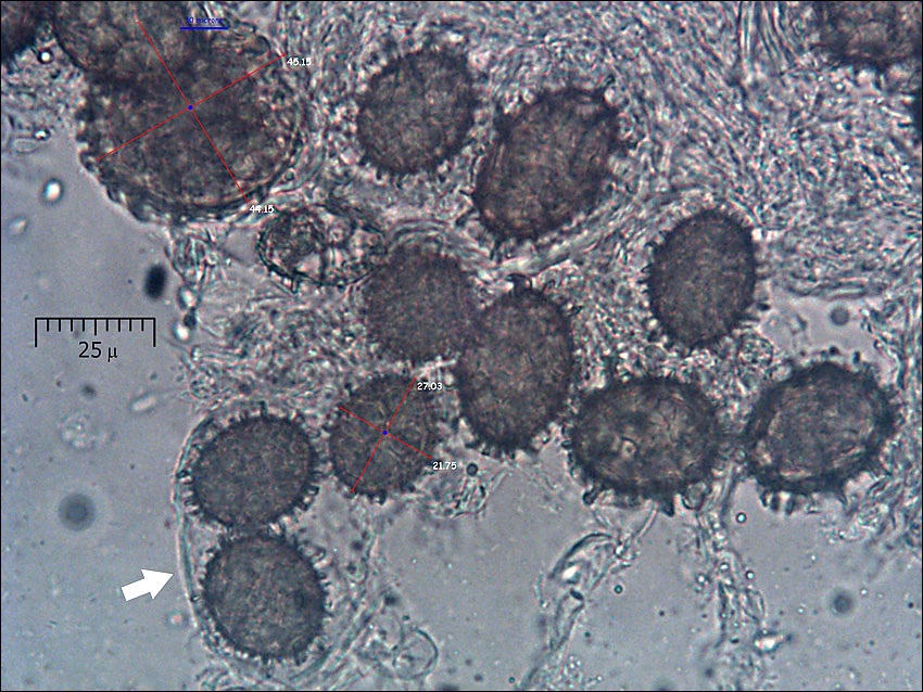 Rhizopogon aestivus image