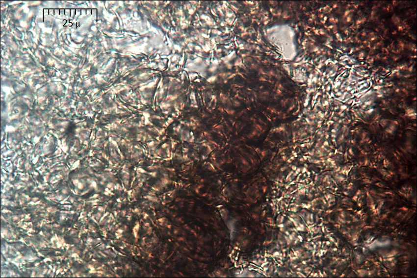 Rhizopogon aestivus image
