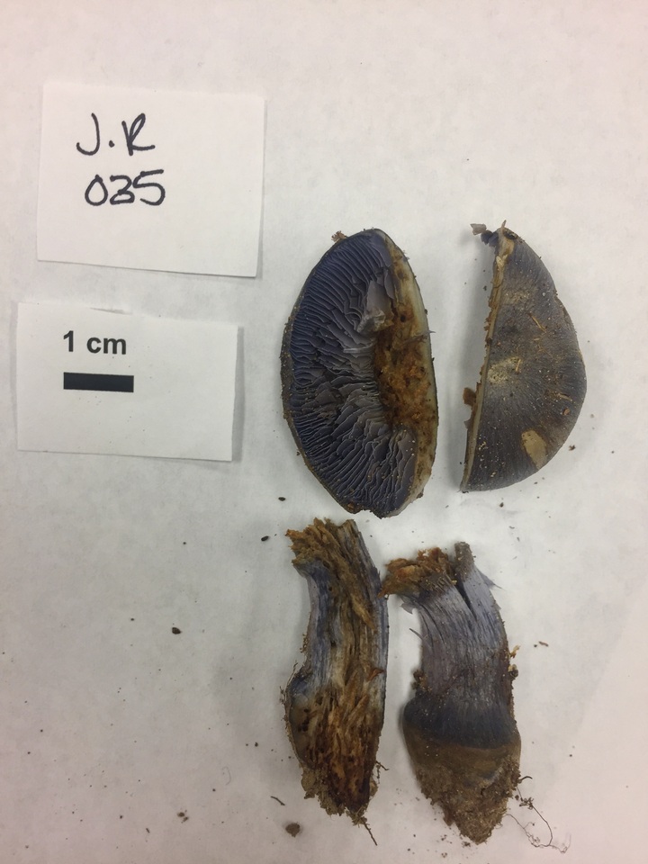 Cortinarius terpsichores image
