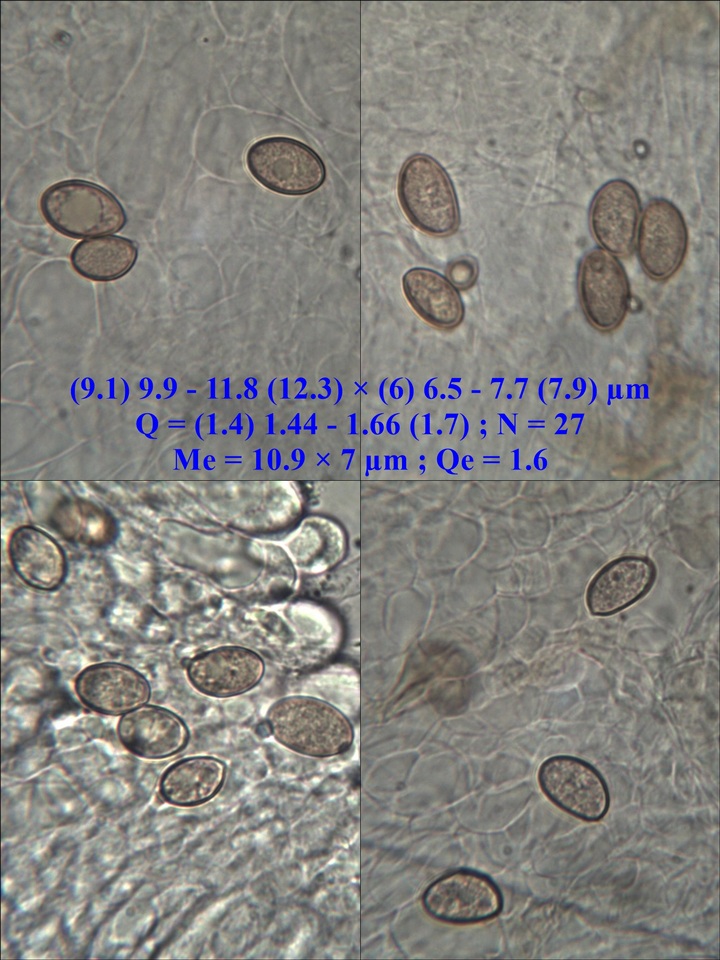 Inocybe bongardii image
