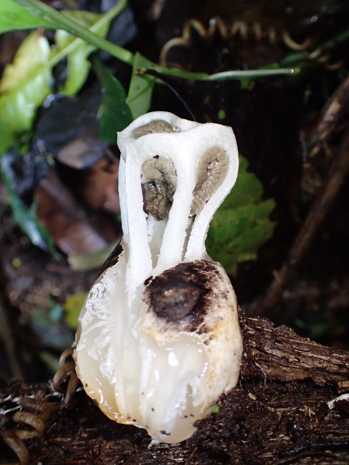 Ligiella rodrigueziana image