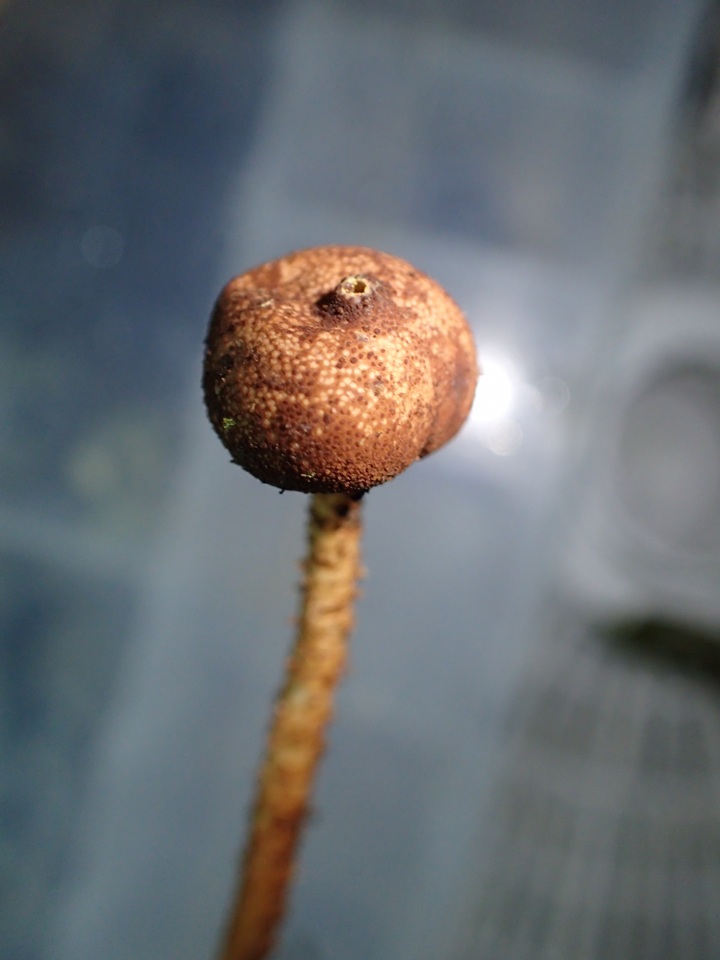 Tulostoma matae image