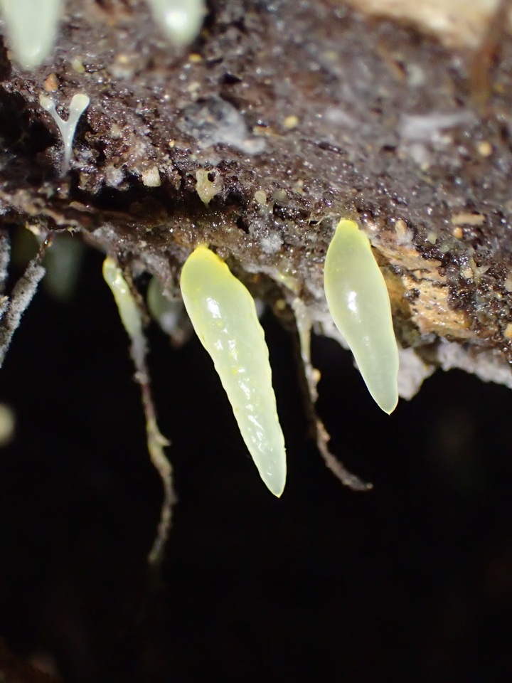Gloeomucro image